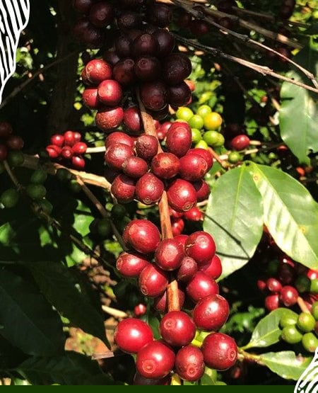 GSJF3851 - Trip Coffee Roasters Slovensko
